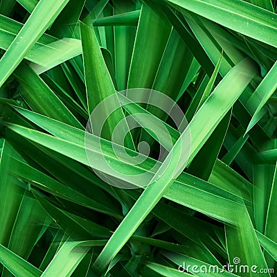 seamless pattern Leafs tropical. Abstract natural background of dark green tropical leaves Stock Photo