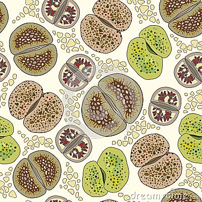 Seamless pattern with Lithops. Series of different succulent plants Vector Illustration