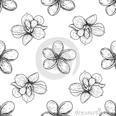 Seamless pattern magnolia and plumeria, drawing spring flowers isolated on white background. Sketch hand drawn Vector Illustration