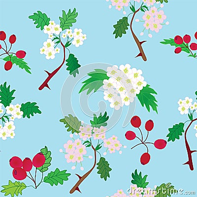 Seamless pattern with officinal hawthorn Vector Illustration