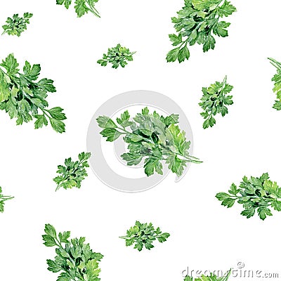 Watercolor hand drawn parsley spices isolated seamless pattern. Cartoon Illustration