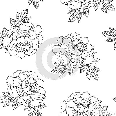 Seamless pattern. Pion. Black outline on transparent background Stock Photo