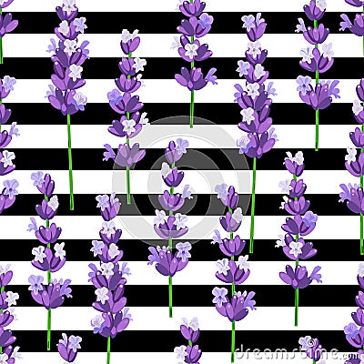 Seamless pattern of provence violet lavender flowers on black stripes. Vector illustration. Cartoon Illustration