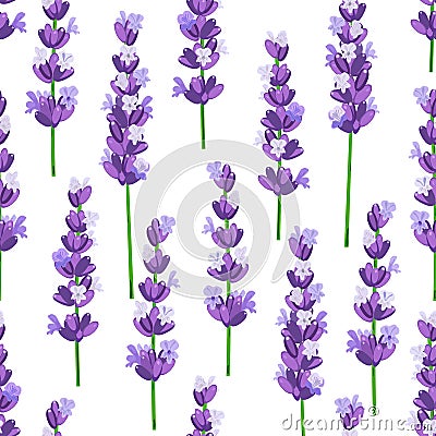 Seamless pattern of provence violet lavender flowers on a white background. Vector illustration. Cartoon Illustration