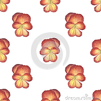 Seamless pattern red pansies. Spring flower isolated on white background. Cartoon Illustration