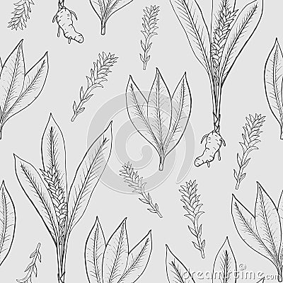 Seamless pattern with turmeric. Medical botanical plant, root, leaves. hand drawn black and white texture. Vector Illustration