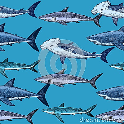 Seamless pattern with various sharks, great white shark, hammerhead shark and other. Vector illustration in engraving style Vector Illustration