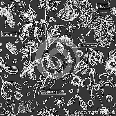 Seamless pattern with vintage hand drawn sketch medicine herbs elements isolated on black chalk board background. Cedar Vector Illustration