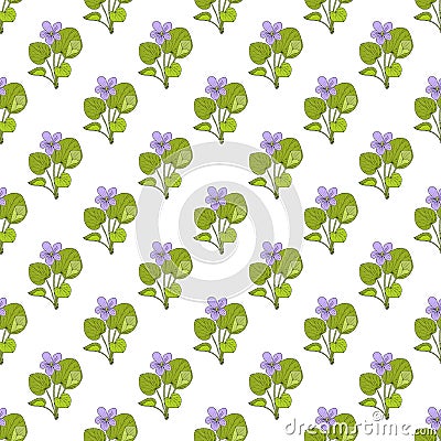 Seamless pattern with viola mirabilis medicinal plant. Vector Illustration