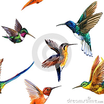 Seamless pattern watercolor Hummingbird. Tropical bird Stock Photo