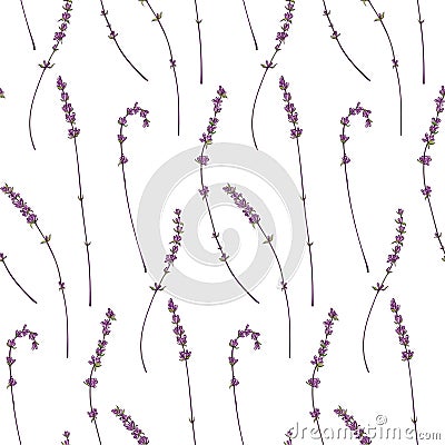 Seamless patterns of lavender Vector Illustration