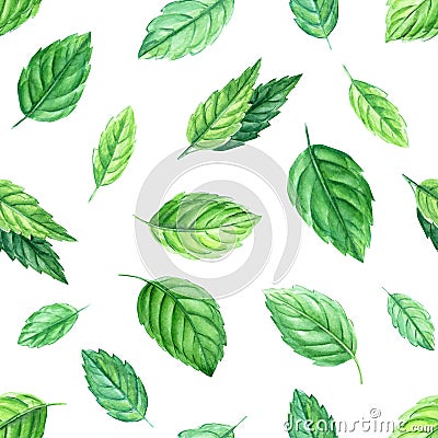 Peppermint leaves on isolated white background. Watercolor Seamless patterns. Cartoon Illustration