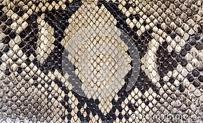 Seamless snake skin texture. Fashion for tropical reptiles. Genuine Python skin Stock Photo