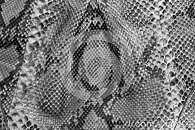 Seamless snake skin texture. Fashion for tropical reptiles. Genuine Python skin Stock Photo