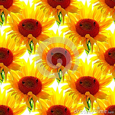 Seamless sunflowers pattern on white background Vector Illustration