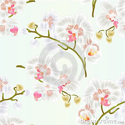 Seamless texture branches orchid Phalaenopsis white flowers tropical plants green stem and buds and leaves nature background vint Vector Illustration