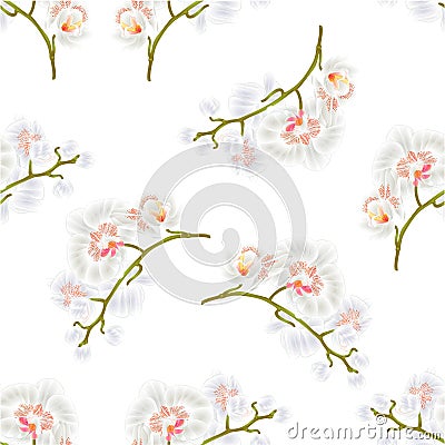Seamless texture Branches orchids Phalaenopsis White flowers tropical plants green stem and buds vintage vector Vector Illustration