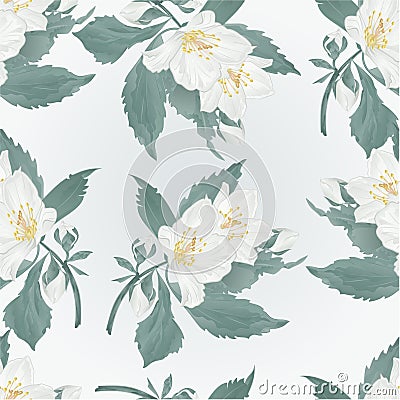 Seamless texture jasmine and buds spring flower vector Vector Illustration