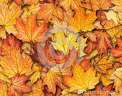 Seamless texture with maple leaves Stock Photo