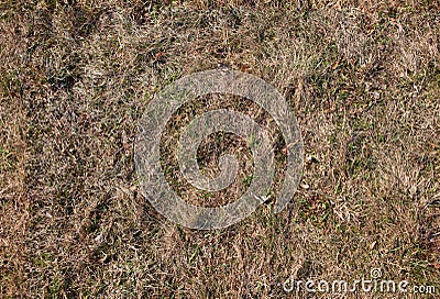 Seamless texture of old grass Stock Photo