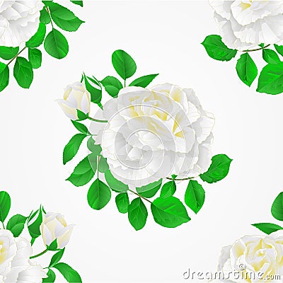 Seamless texture white Rose with buds and leaves vintage Festive background vector Vector Illustration