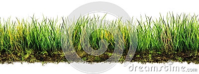 Tileable Seamless Row of Fresh Grass on a White Background - Generative AI. Seamlessly expandable on both ends to your desired Stock Photo