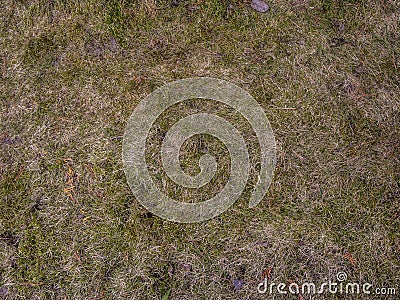 Soil with dried grass background. Seamless Texture of the Ground with Dry Herbs. Stock Photo