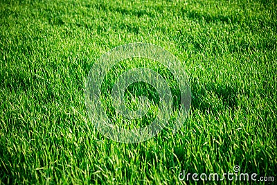 Seamless tiling medium length grass texture Stock Photo