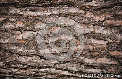 Seamless tree bark background Stock Photo