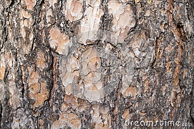 Seamless tree bark background. Brown tileable texture of the old tree. Stock Photo