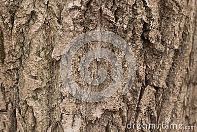 Seamless tree bark background. Brown tileable texture of the old tree Stock Photo