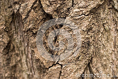 Seamless tree bark background. Brown tileable texture of the old tree Stock Photo