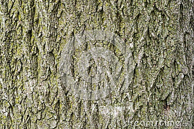 Seamless tree bark background Stock Photo