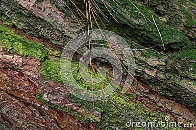 Seamless tree bark, rind texture Stock Photo