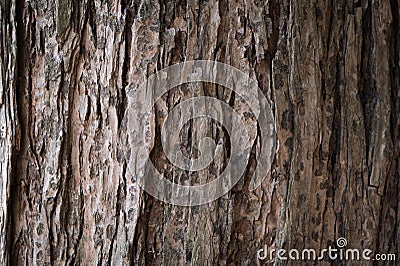 Seamless tree bark, rind texture Stock Photo