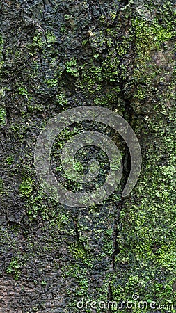 Seamless tree bark texture with moss, outermost layer of tree trunk abstract Stock Photo