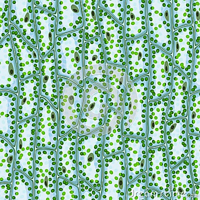 Seamless vector texture of plant cells under a microscope Vector Illustration