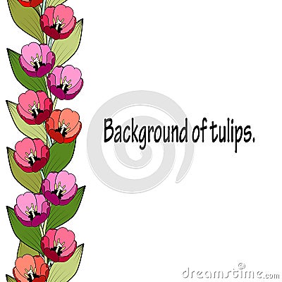 Seamless vertical border of bright colored tulips. White background Vector Illustration