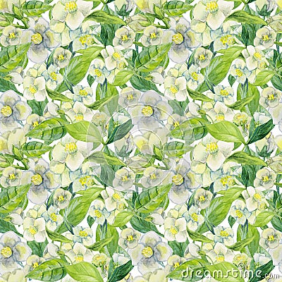 Seamless watercolor floral pattern. Cute watercolor hand painted flowers Jasmine. Stock Photo