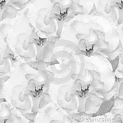 White seamless monochrome pattern with roses. Stock Photo