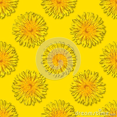 Seamless yellow flower patterm. Dandelion flower summer background close up Stock Photo