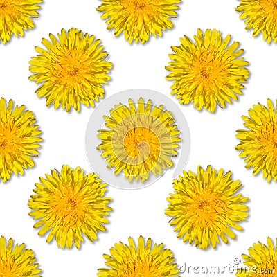 Seamless yellow flower patterm on white background. Dandelion flower summer background close up Stock Photo
