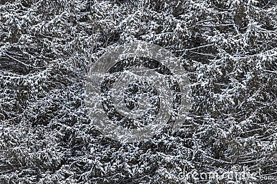 Seamlessly tileable snowy spruce texture Stock Photo