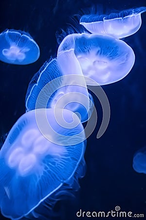 Seamoon Jellyfish on the dark blue background Stock Photo