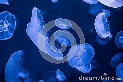 Seamoon Jellyfish on the dark blue background Stock Photo