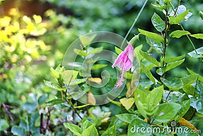 Sear pink flower in sad and disappointment concept Stock Photo