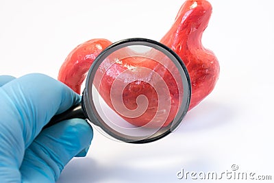 Search disease, abnormalities or pathology of stomach or gastric concept photo. Doctor holding magnifying glass and through it exa Stock Photo