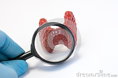 Search disease, abnormalities or pathology of thyroid gland concept photo. Doctor holding magnifying glass and through it examine Stock Photo