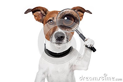 Searching dog with magnifying glass Stock Photo