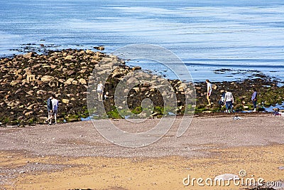 Searching for Edible crabs and seaweed in Ireland Editorial Stock Photo